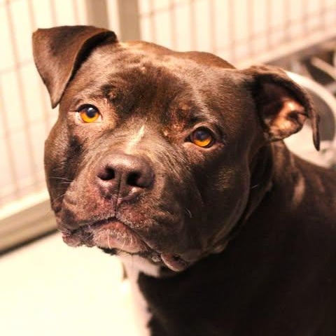Enlarge 26-01457 FELIX, a Adoptable Pit Bull Terrier in Fredericksburg, VA image 1/1