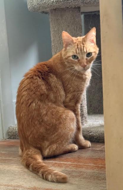 Colin, adoptable, Young Male Tabby & Domestic Short Hair.