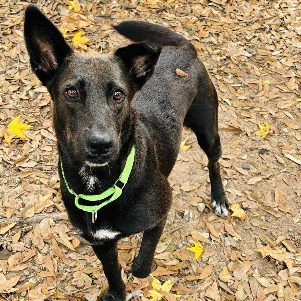 Enlarge Meg, a Adoptable mixed breed in Ridgefield, NJ image 2/6