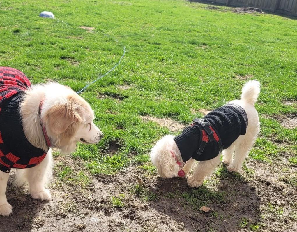 Enlarge BONNIE 2, a Adoptable mixed breed in Westmont, IL image 3/6