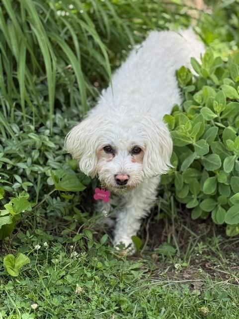Enlarge BONNIE 2, a Adoptable mixed breed in Westmont, IL image 1/6