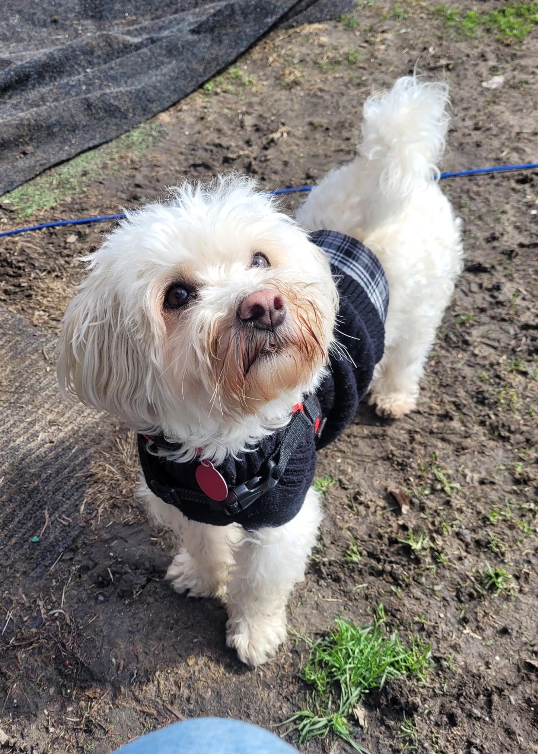 BONNIE 2, Adoptable, Adult Female Maltipoo.