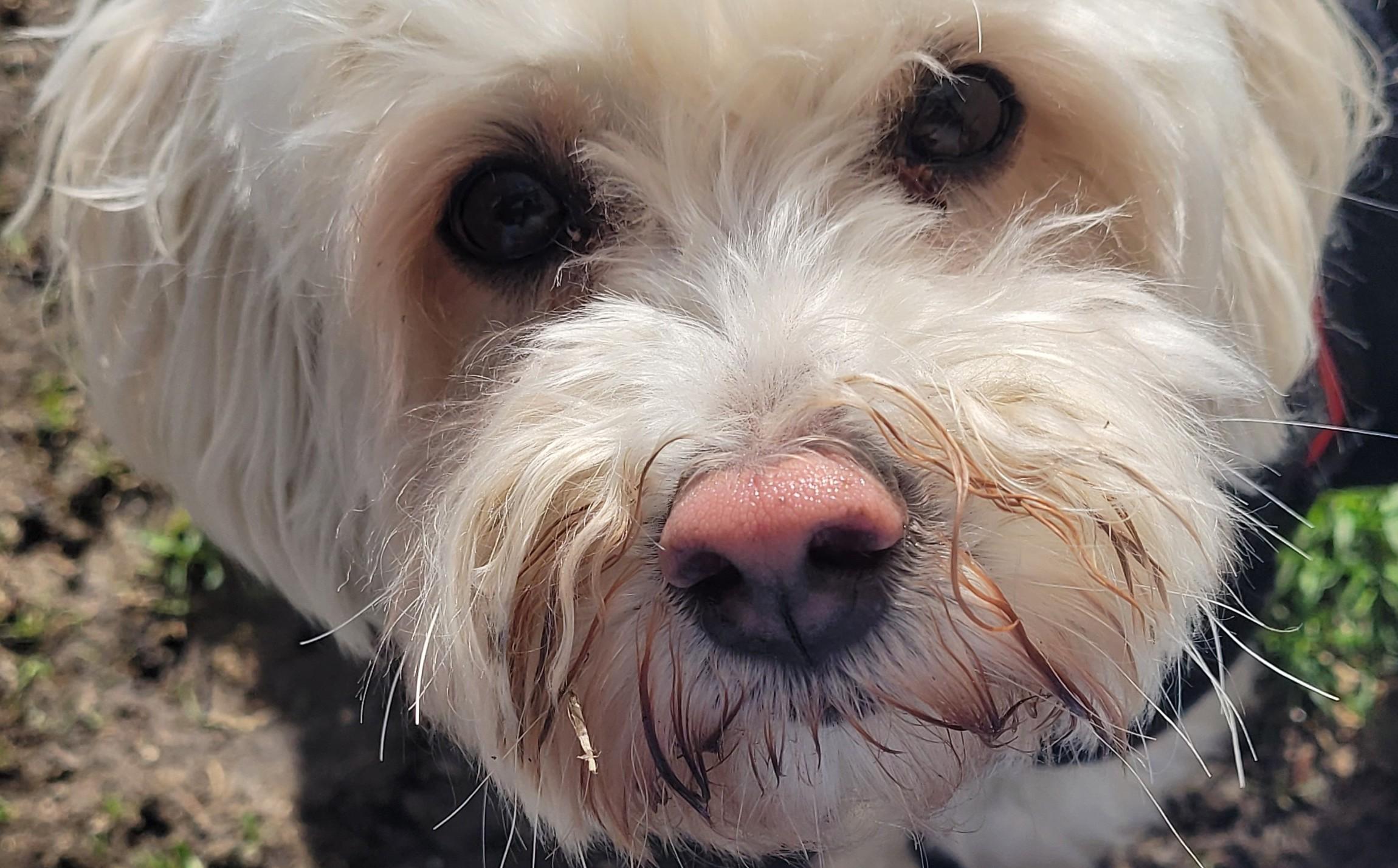 BONNIE 2, Adoptable, Adult Female Maltipoo.