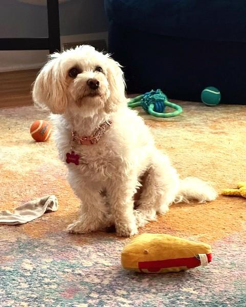 Enlarge BONNIE 2, a Adoptable mixed breed in Westmont, IL image 2/6
