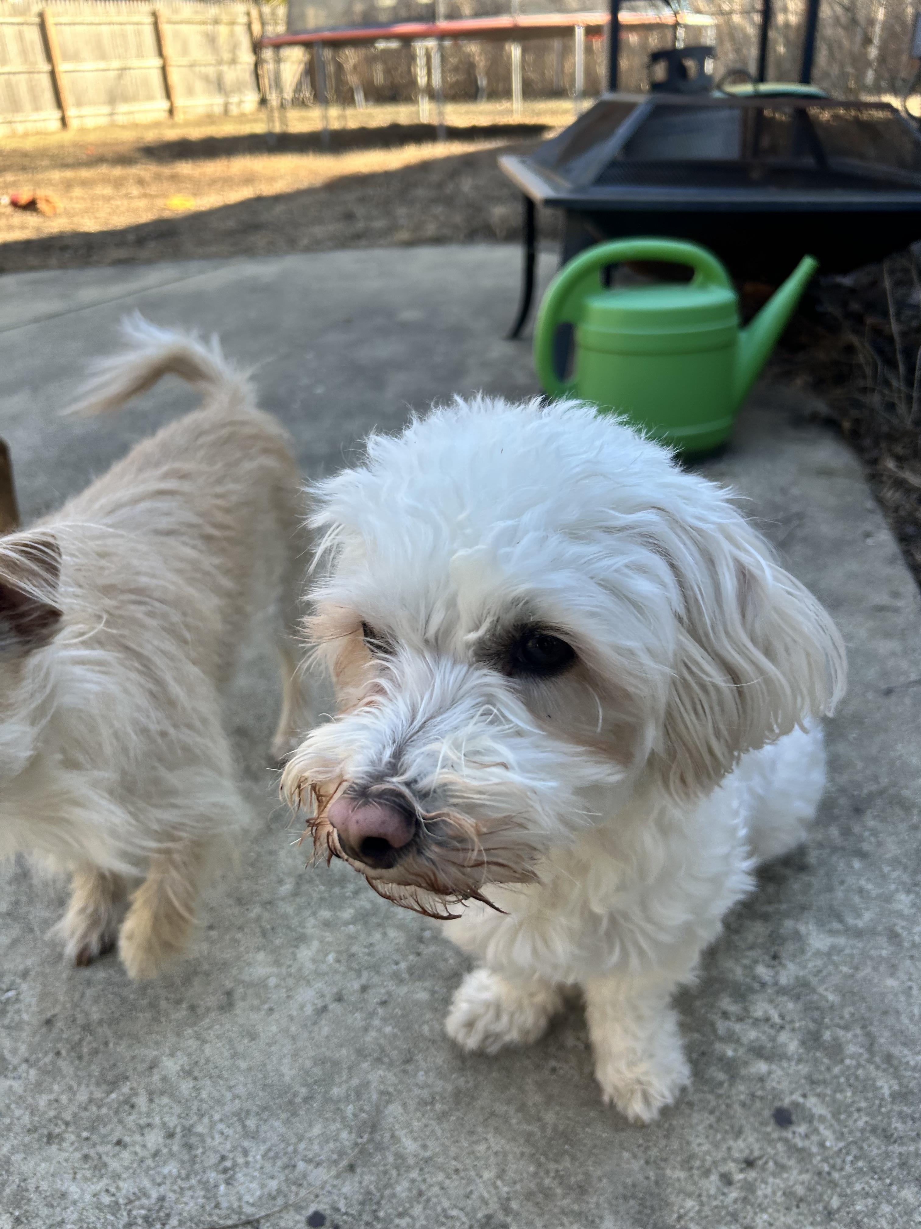 Enlarge BONNIE 2, a Adoptable mixed breed in Westmont, IL image 6/6