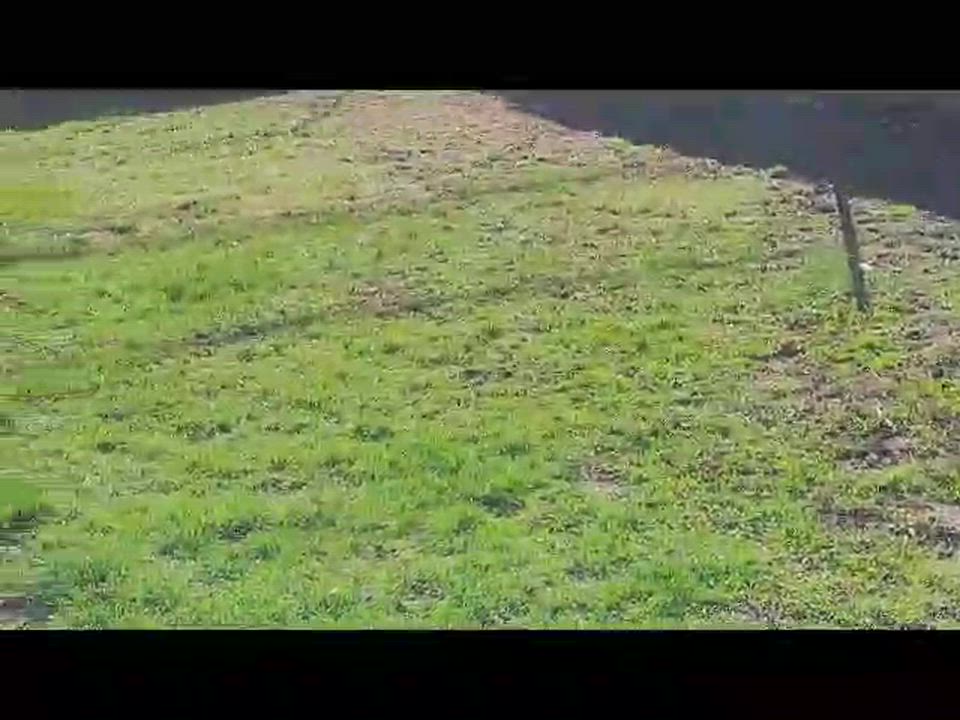 Enlarge BONNIE 2, a Adoptable mixed breed in Westmont, IL video 5/6