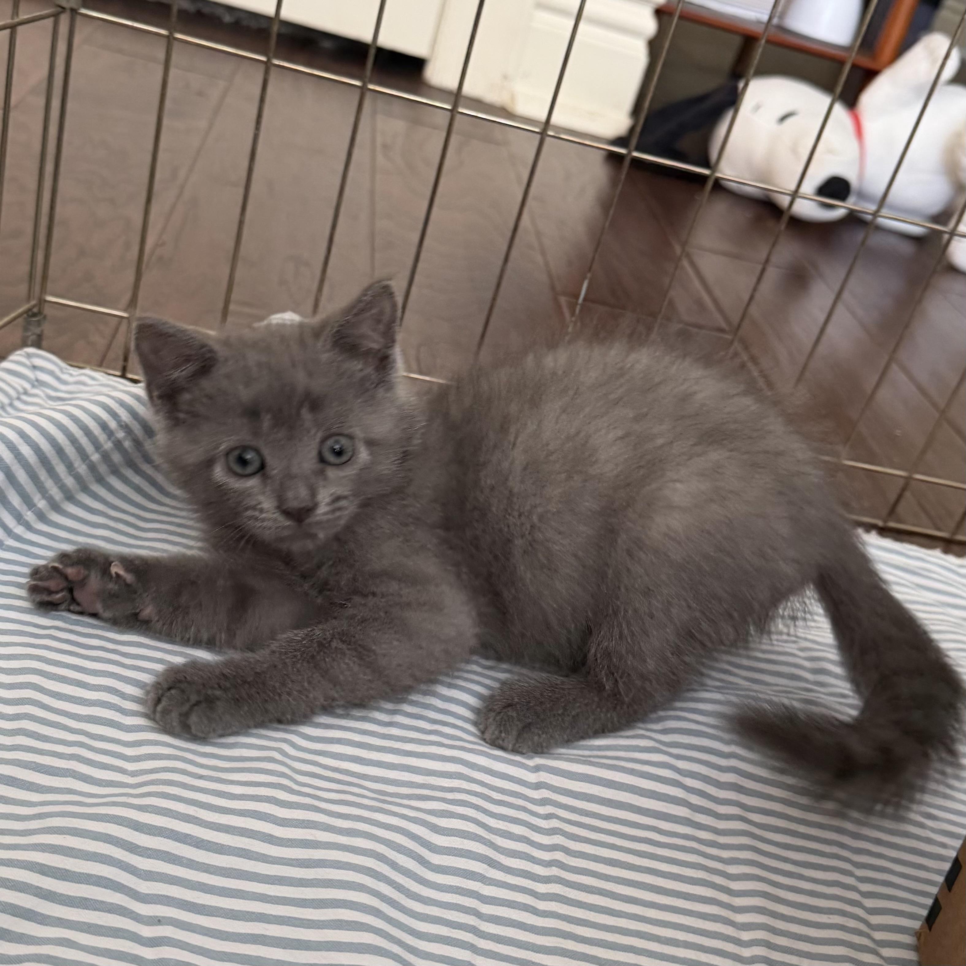 Dandelion, adopted, Young Female Russian Blue.