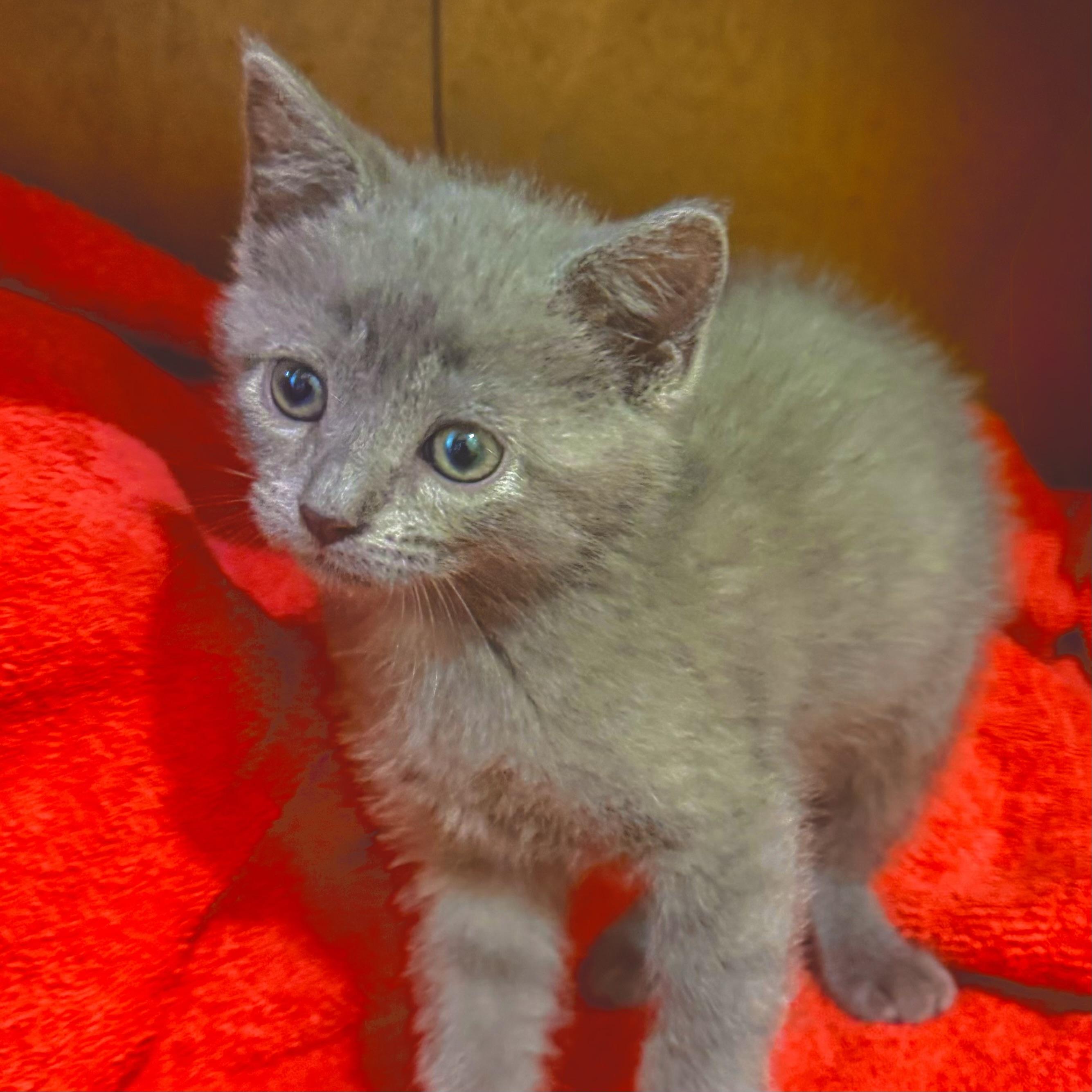 Dandelion, an adopted Russian Blue in Bentonville, AR image 2/2
