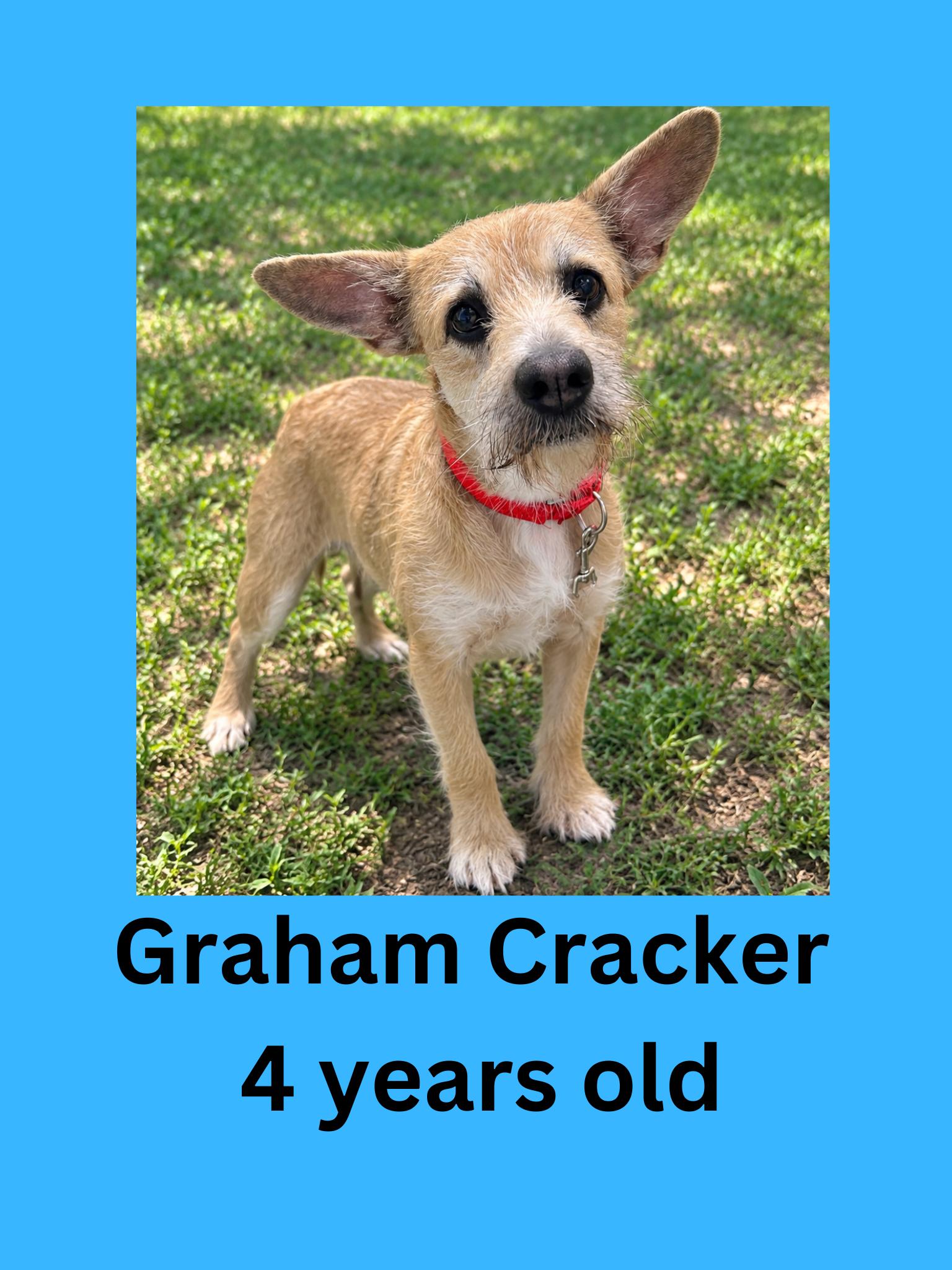 Graham Cracker, Adopted, Adult Male Terrier.
