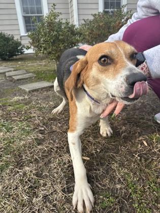 Spirit, Adoptable, Adult Male Beagle & Mixed Breed.