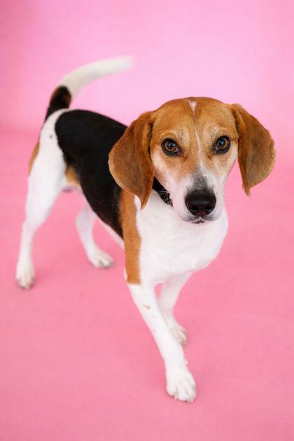Spirit, Adoptable, Adult Male Beagle & Mixed Breed.