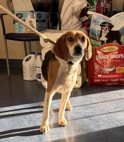 Enlarge Spirit, a Adoptable mixed breed in King William, VA image 2/2