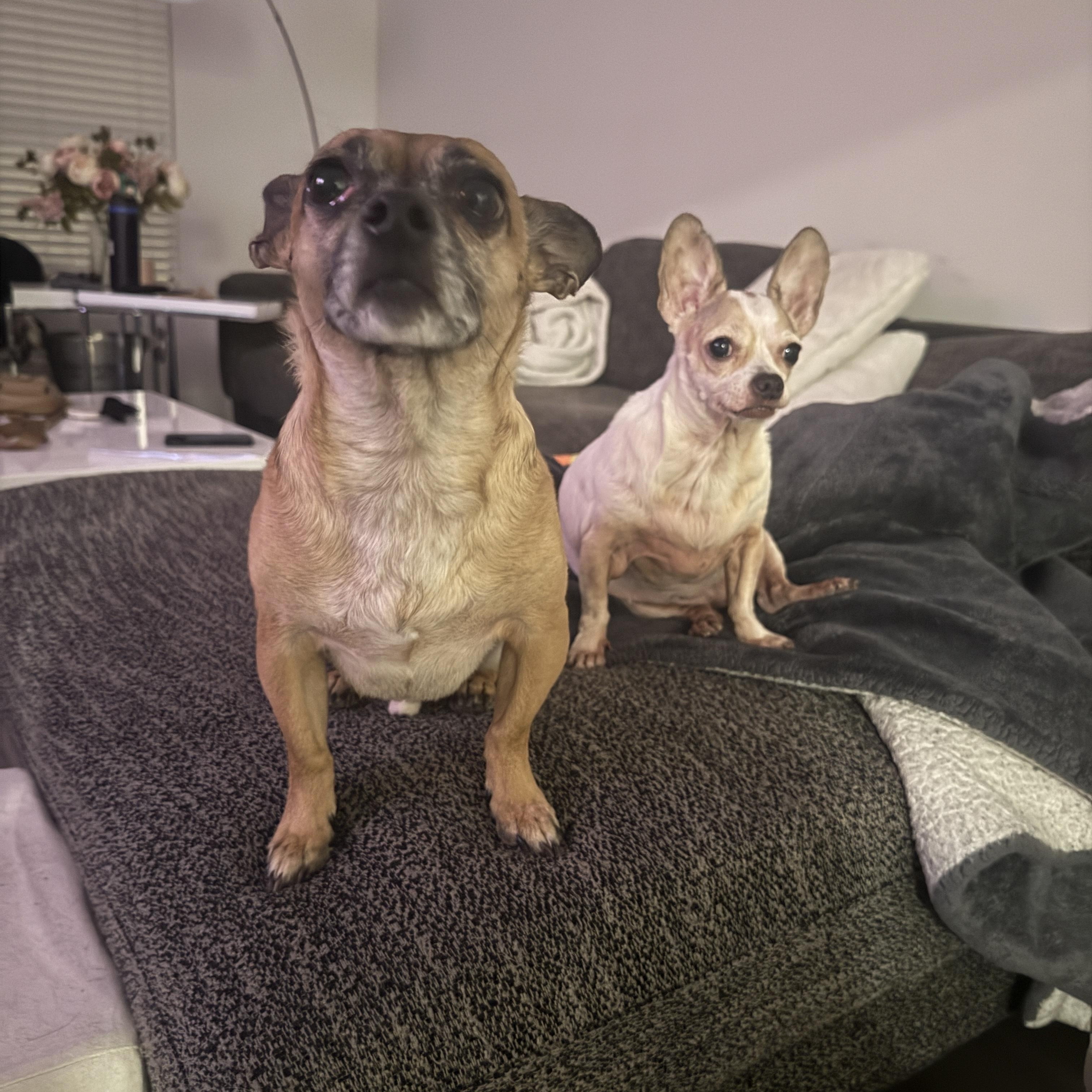 Mouse, Adoptable, Senior Female Chihuahua.