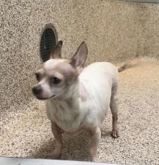 Mouse, a Adoptable mixed breed in Los Angeles, CA image 1/4