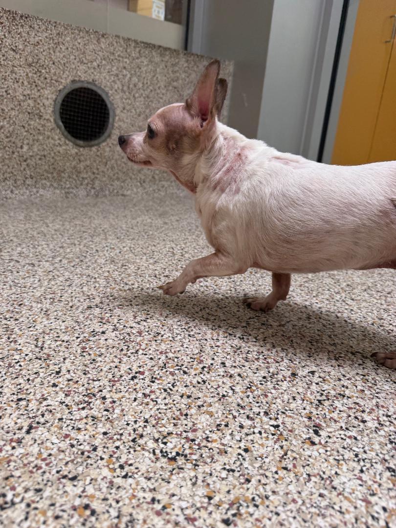 Mouse, a Adoptable mixed breed in Los Angeles, CA image 2/4