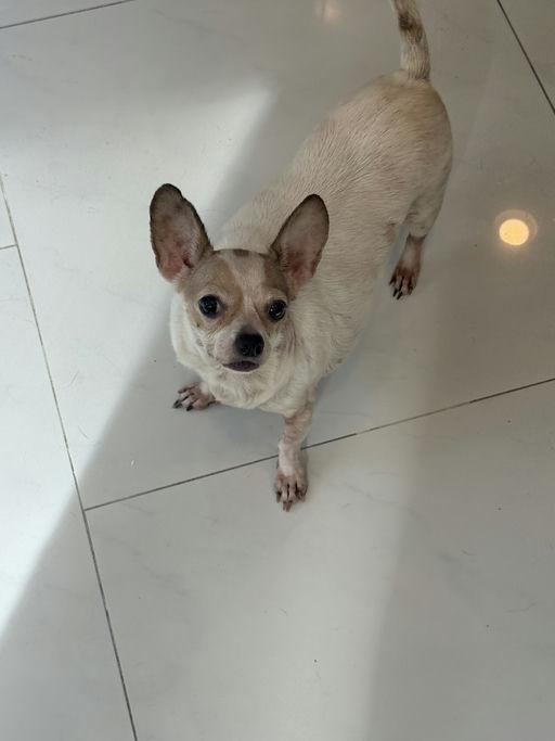 Mouse, a Adoptable mixed breed in Los Angeles, CA image 4/4