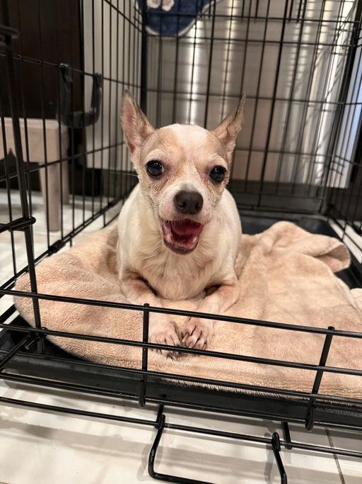 Mouse, a Adoptable mixed breed in Los Angeles, CA image 3/4