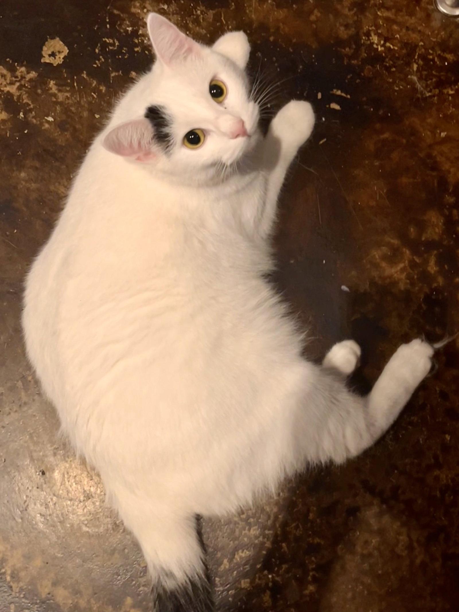 Enlarge Luna, a Adoptable Domestic Short Hair in Reston, VA image 2/3