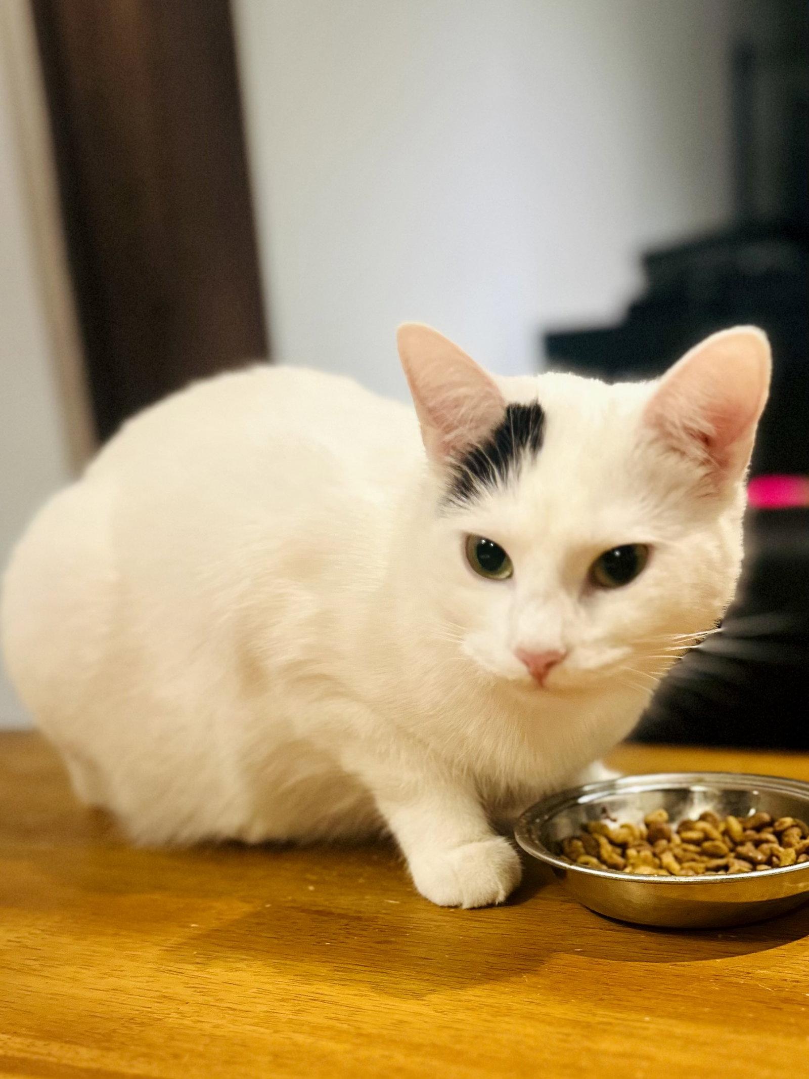 Enlarge Luna, a Adoptable Domestic Short Hair in Reston, VA image 3/3