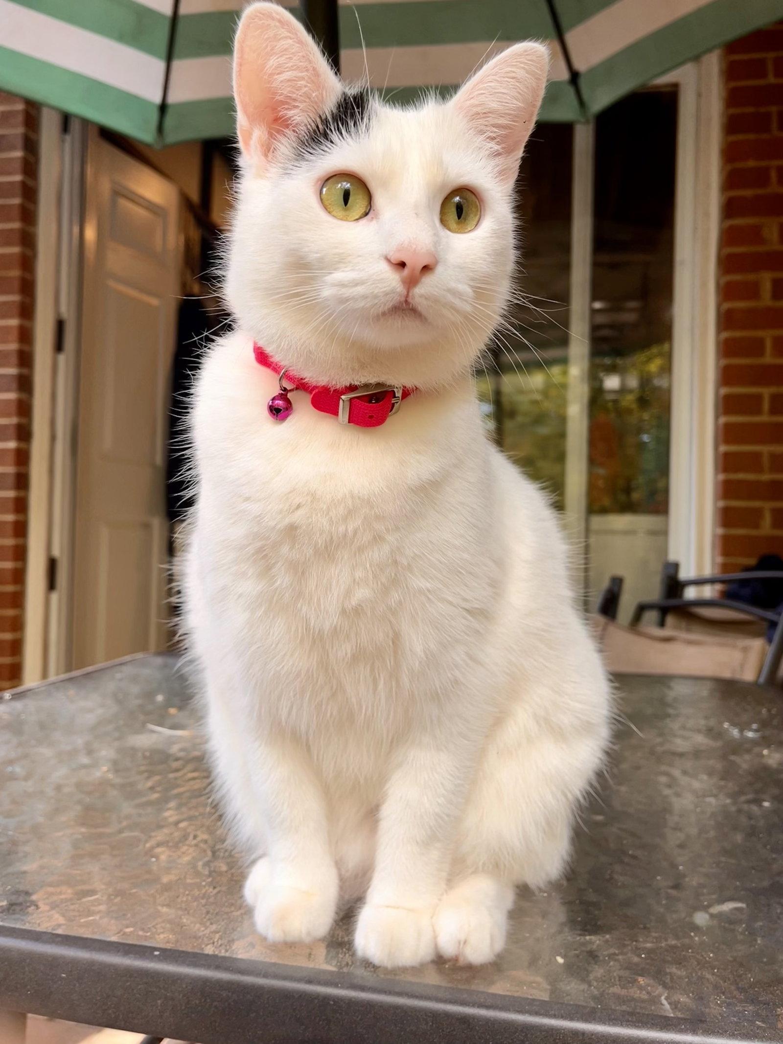 Enlarge Luna, a Adoptable Domestic Short Hair in Reston, VA image 1/3
