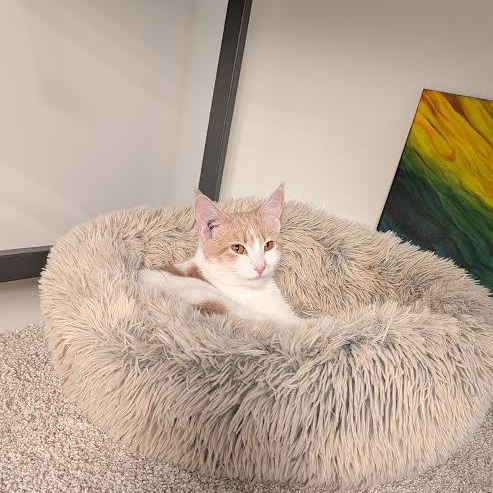 Austen, a ADOPTABLE Domestic Short Hair in Morden, MB image 4/5