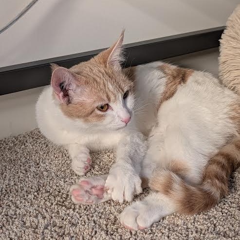 Austen, a ADOPTABLE Domestic Short Hair in Morden, MB image 2/5