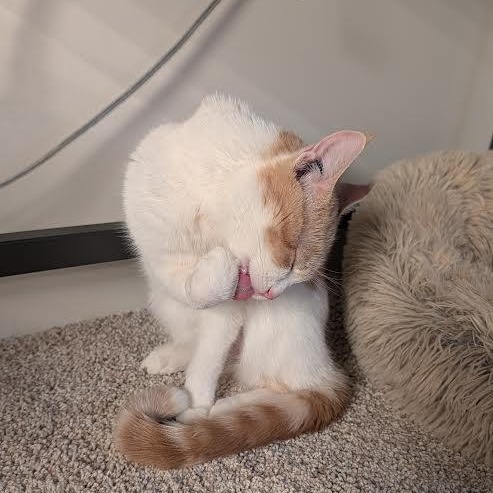 Austen, ADOPTABLE, Adult Female Domestic Short Hair.