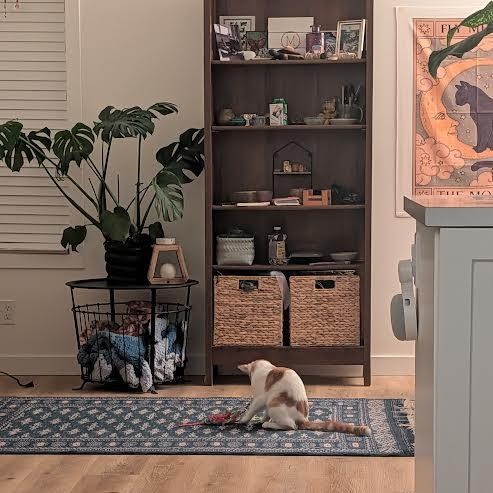 Austen, a ADOPTABLE Domestic Short Hair in Morden, MB image 5/5