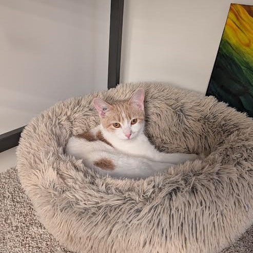 Austen, a ADOPTABLE Domestic Short Hair in Morden, MB image 3/5