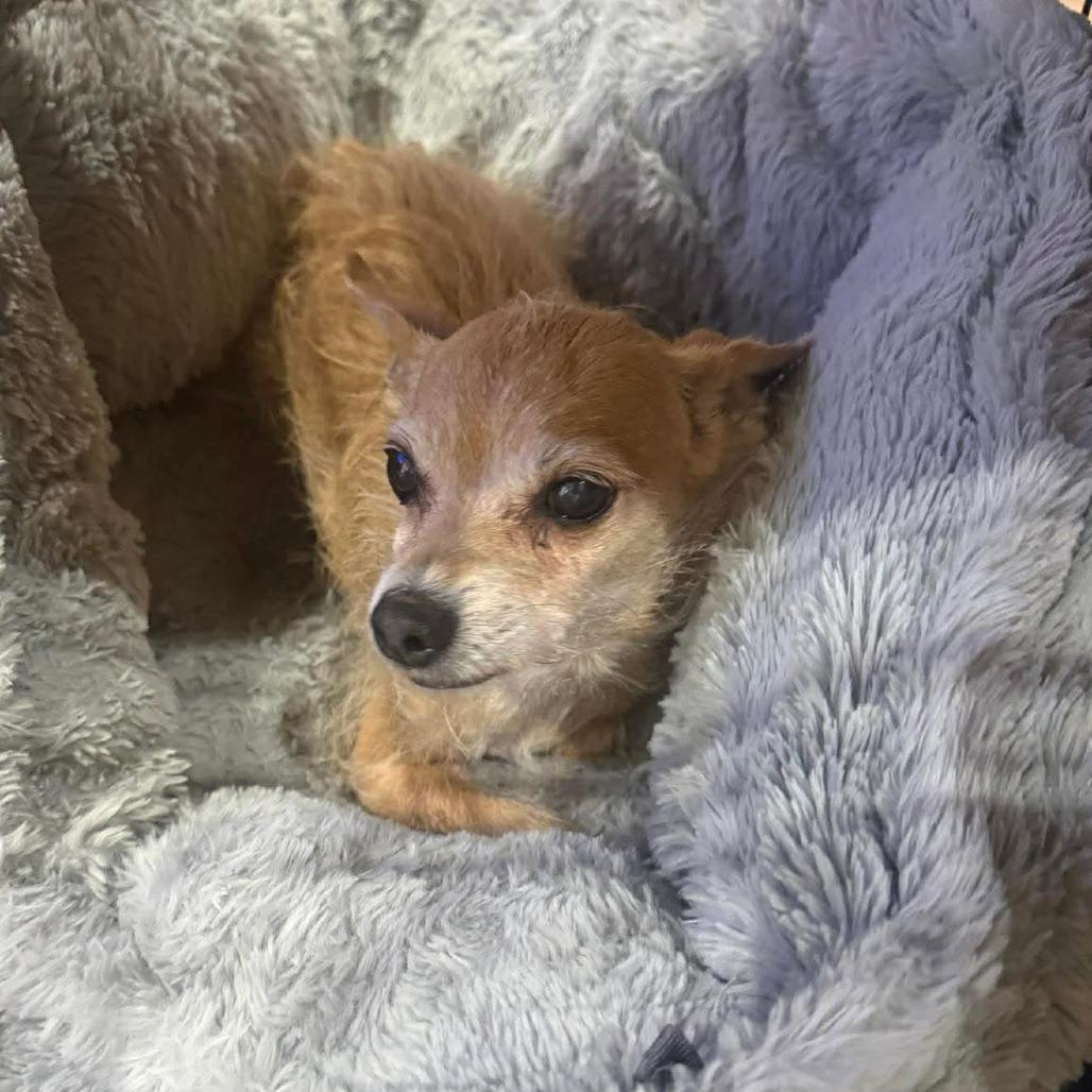 Jewel D12149, Adoptable, Senior Female Border Terrier & Chihuahua.