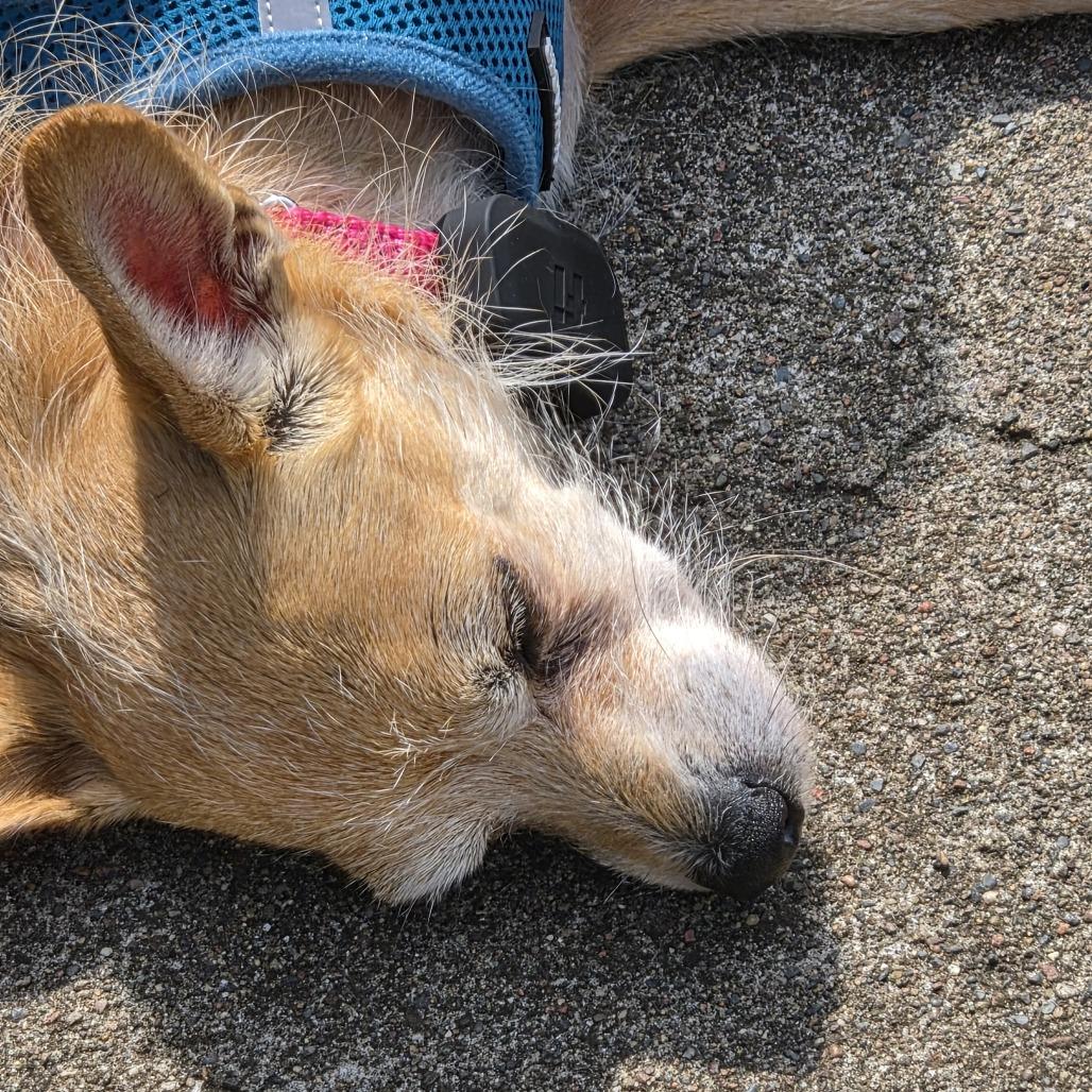 Enlarge Jewel D12149, a Adoptable mixed breed in Princeton, MN image 6/6