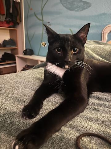 Bradie, Adoptable, Kitten Male Domestic Short Hair.