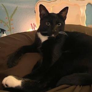 Enlarge Bradie, a Adoptable Domestic Short Hair in Irvine, CA image 2/6