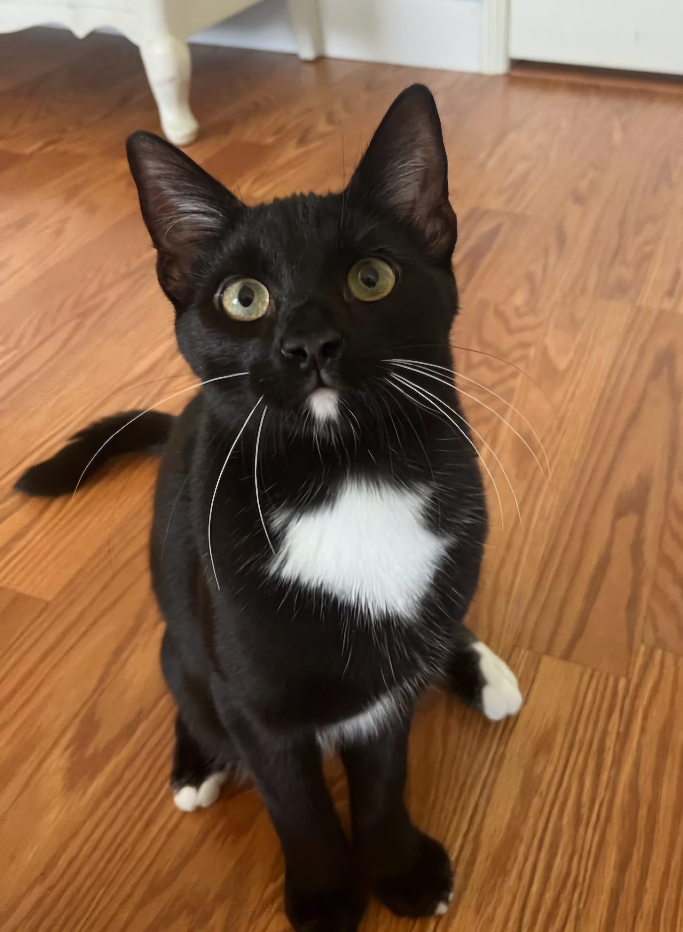 Enlarge Bradie, a Adoptable Domestic Short Hair in Irvine, CA image 5/6