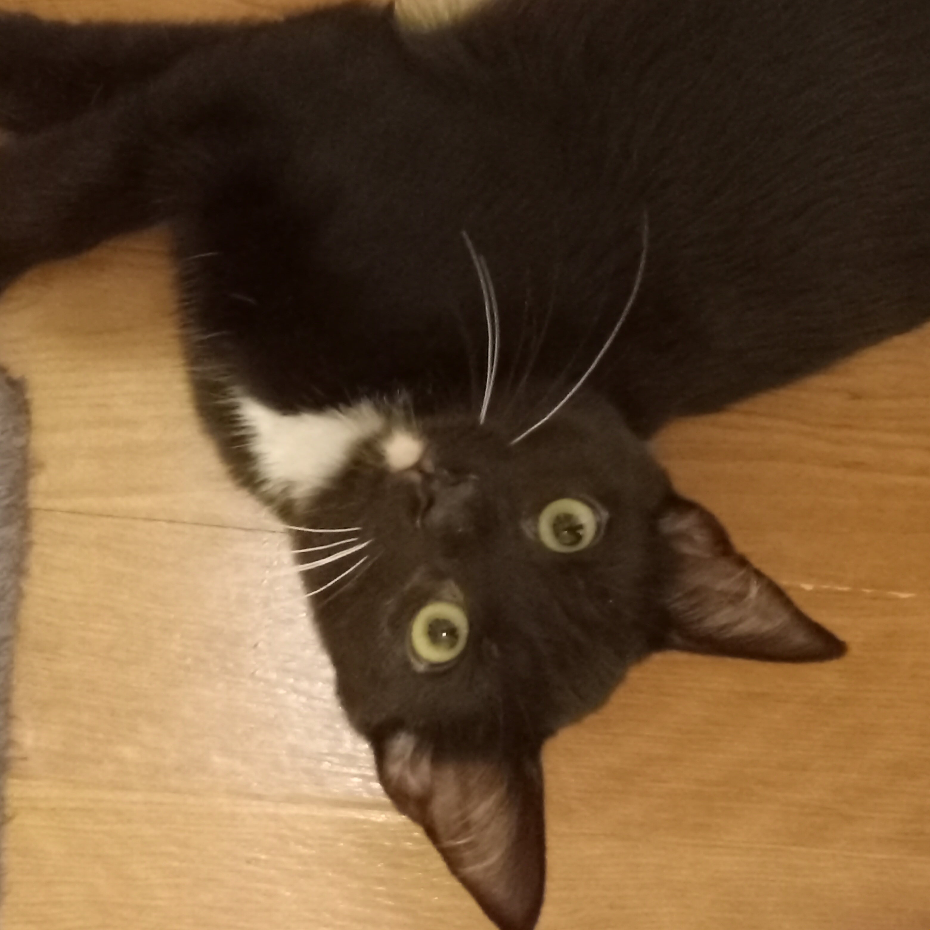 Enlarge Bradie, a Adoptable Domestic Short Hair in Irvine, CA image 6/6