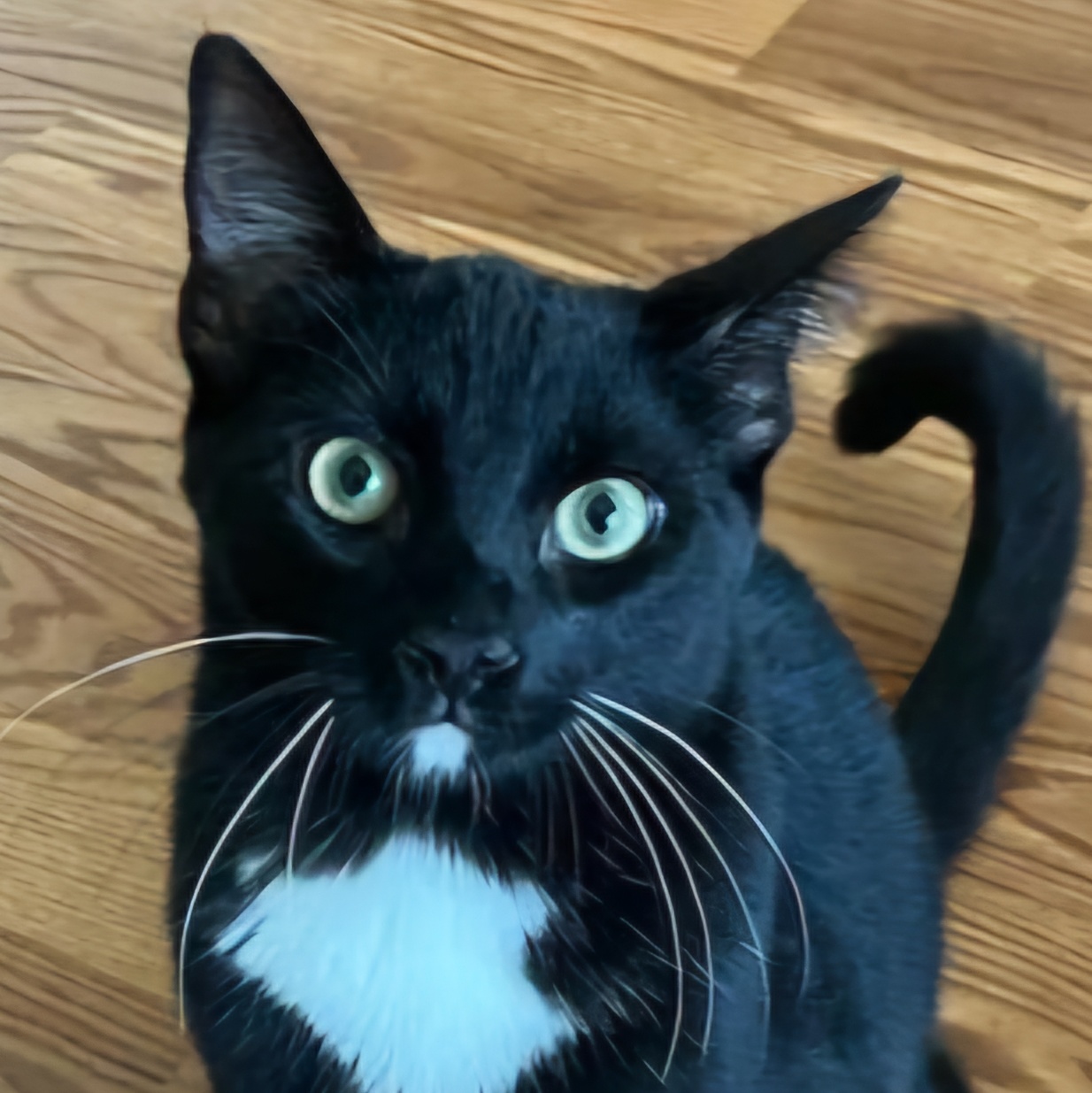 Enlarge Bradie, a Adoptable Domestic Short Hair in Irvine, CA image 3/6