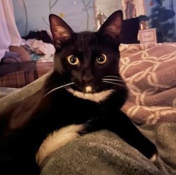 Bradie, Adoptable, Young Male Domestic Short Hair.