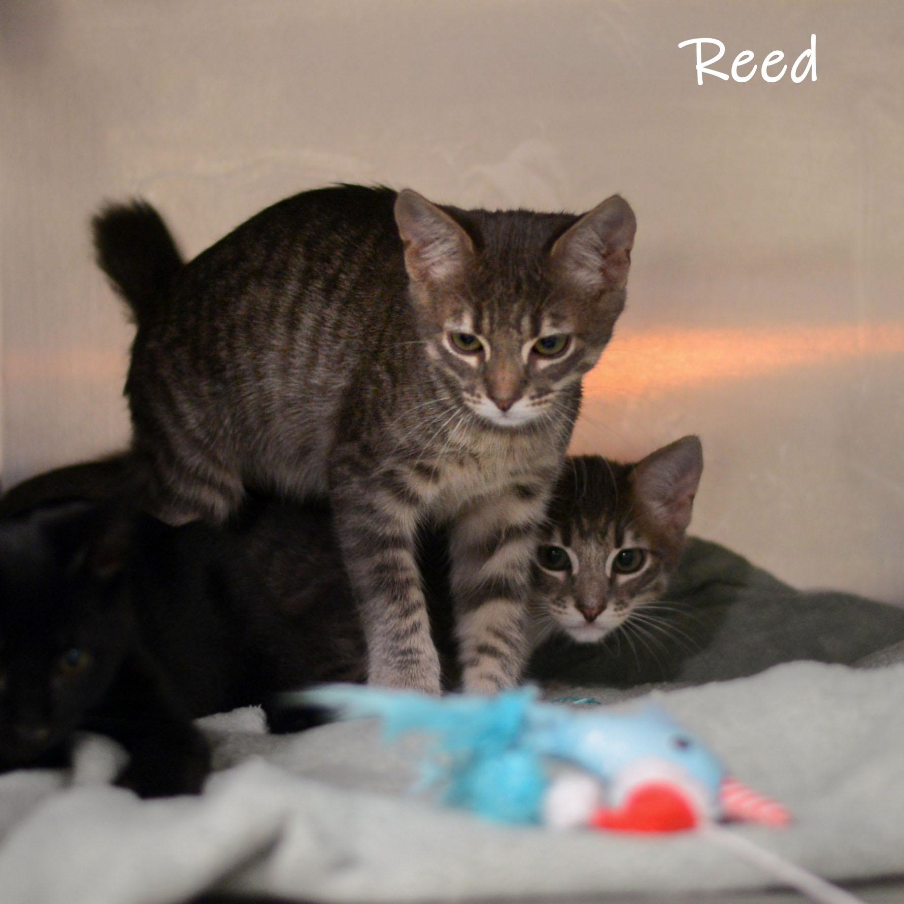 Reed, a Adoptable Domestic Short Hair in Bishop, GA image 1/2