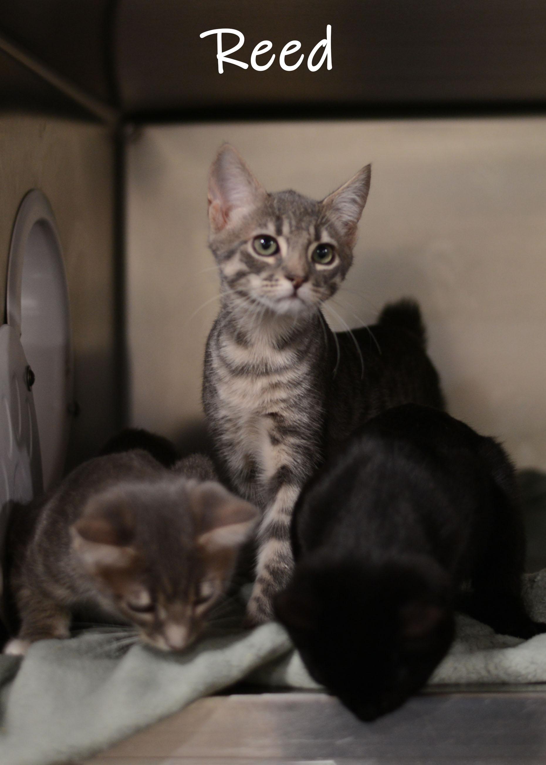 Reed, a Adoptable Domestic Short Hair in Bishop, GA image 2/2