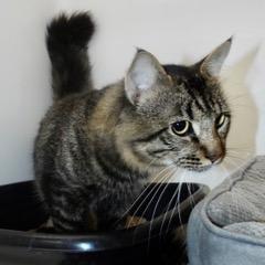 Archie--Available with Bonded With Companion, Mouse