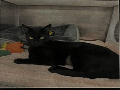 Rosemary, Adoptable, Young Female Domestic Short Hair & Domestic Short Hair.