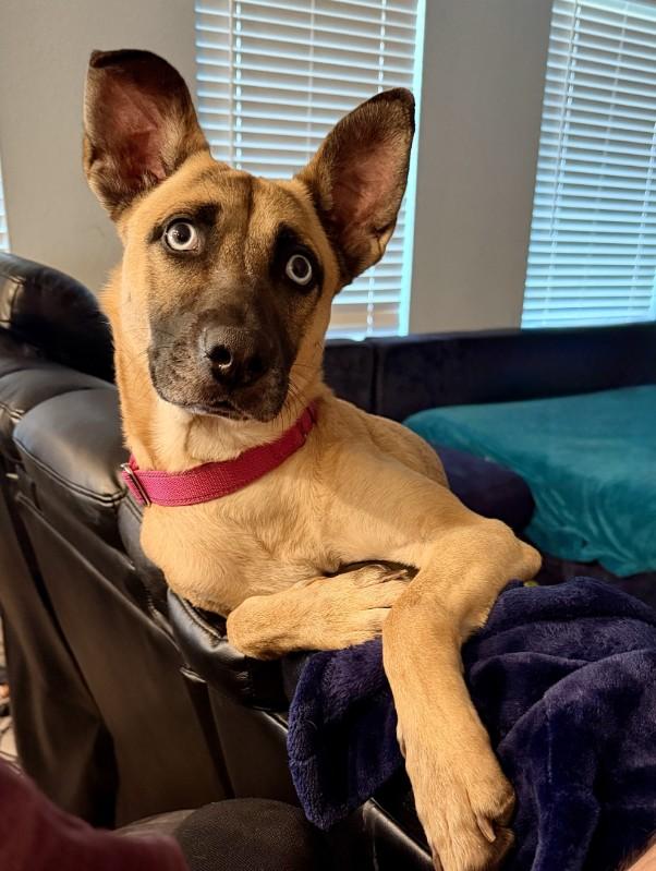 BLEU, Adoptable, Adult Female Belgian Shepherd / Malinois & Mixed Breed.