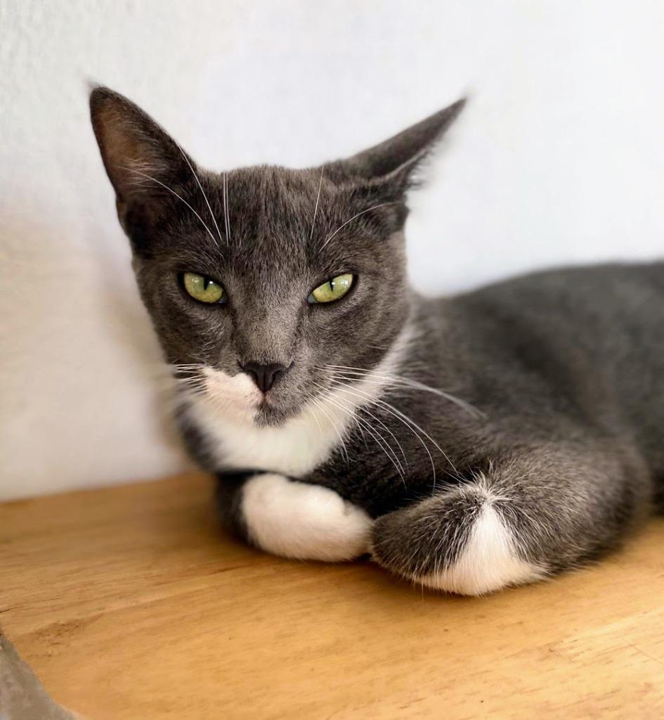 Ash, Adoptable, Young Female Domestic Short Hair.