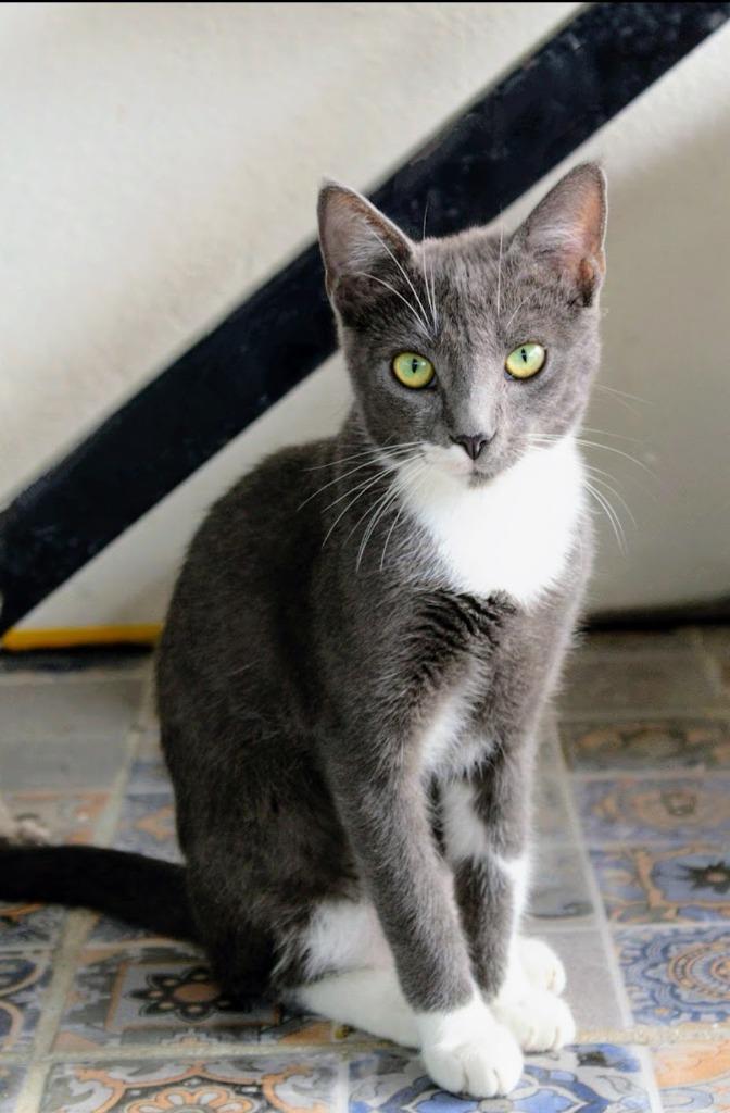 Ash, a Adoptable mixed breed in Los Angeles, CA image 2/6