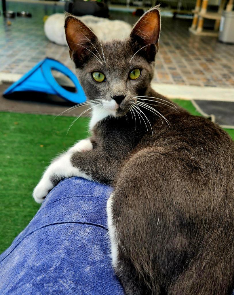 Ash, a Adoptable mixed breed in Los Angeles, CA image 3/6