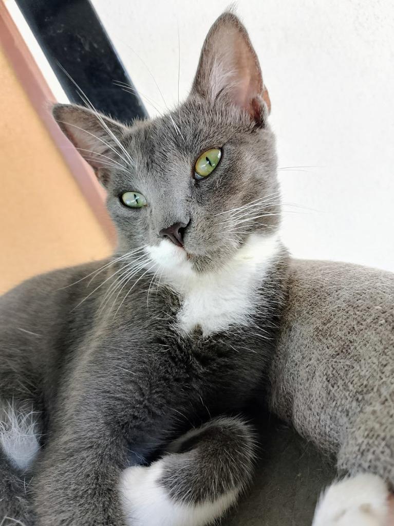 Ash, a Adoptable mixed breed in Los Angeles, CA image 4/6