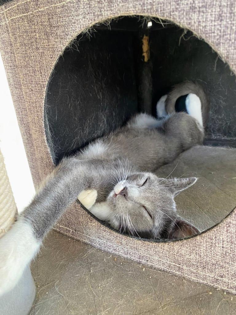 Ash, a Adoptable mixed breed in Los Angeles, CA image 5/6