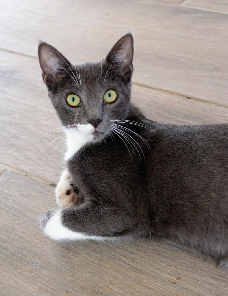 Ash, a Adoptable mixed breed in Los Angeles, CA image 6/6