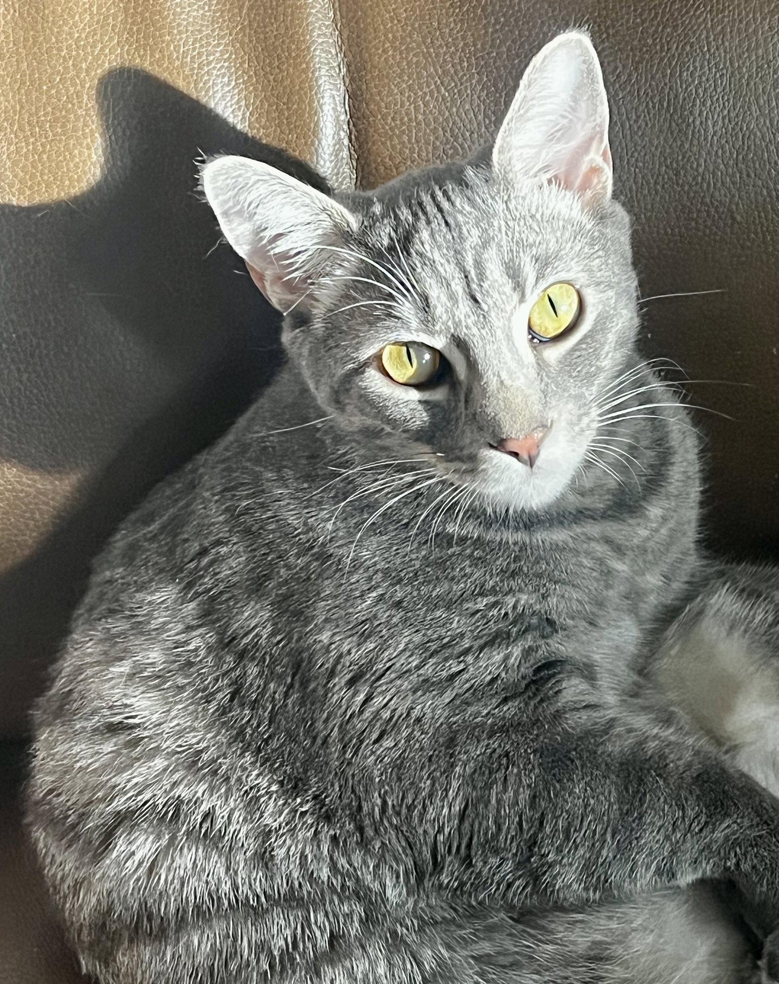 Kylo, a Adoptable Domestic Short Hair in Seal Beach, CA image 1/2