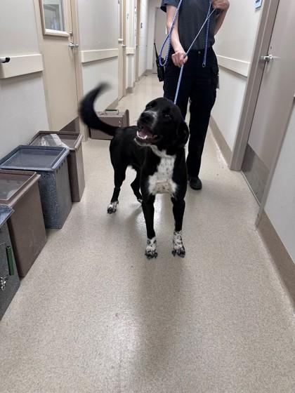 Pixie, Adoptable, Young Female Retriever & Mixed Breed.